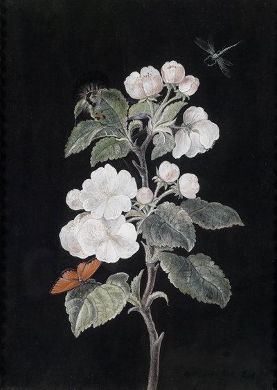 Apple Blossoms with Butterflies by Margaretha Barbara Dietzsch